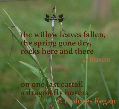 willow leaves