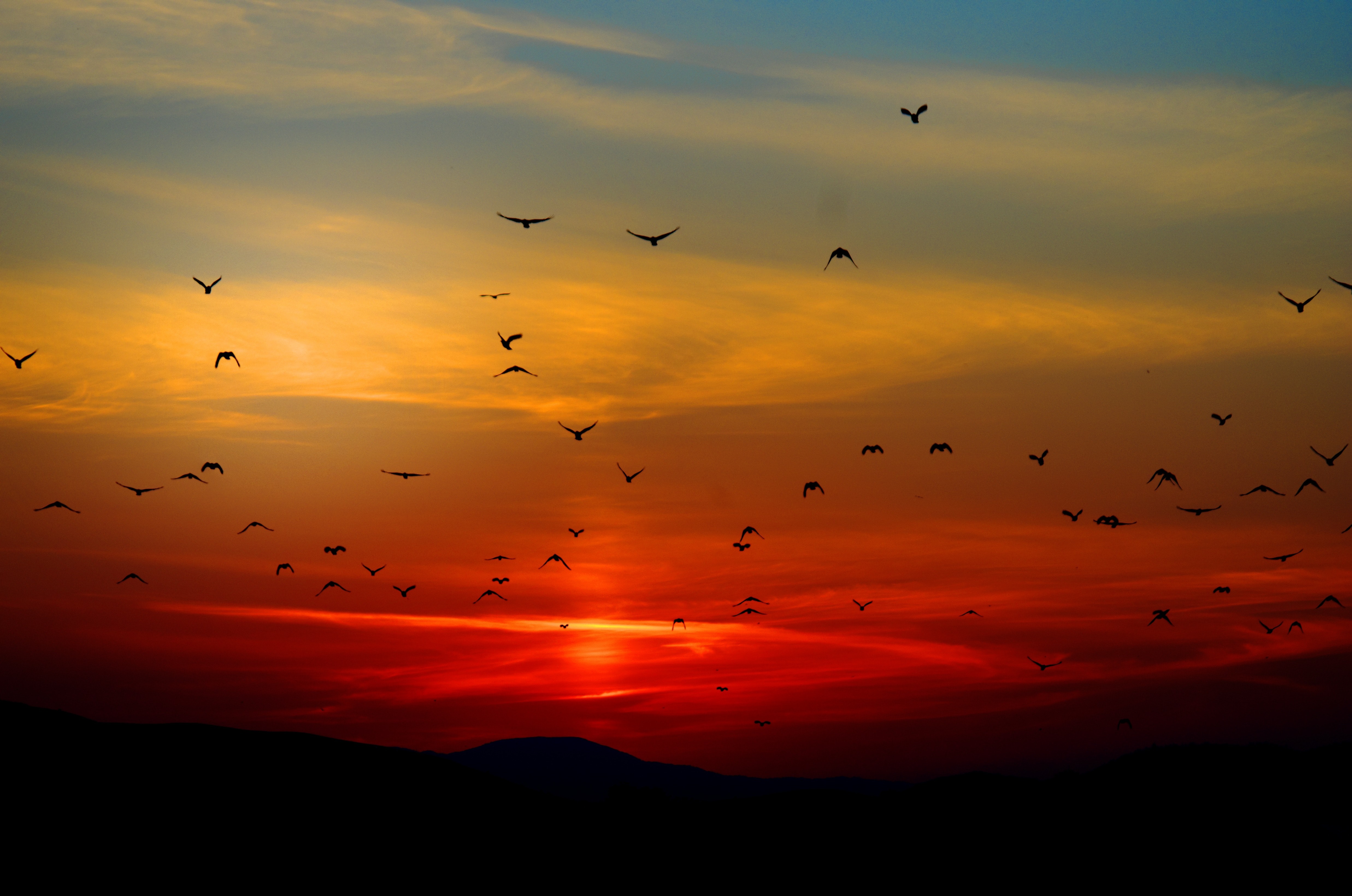 birds-dawn-dusk-70577.jpg